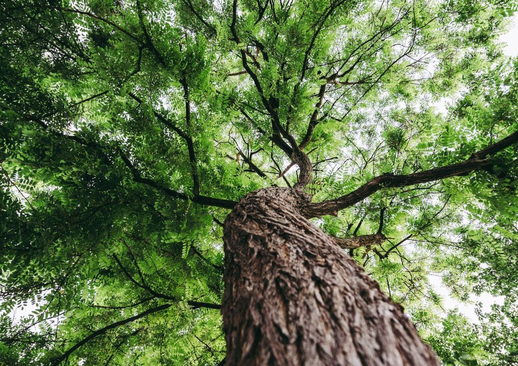 Taking Care of Our&nbsp;Environment